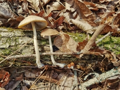Psathyrella pseudovernalis