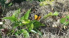 Lycaena edna