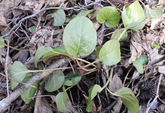Pyrola rotundifolia