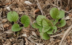 Pyrola rotundifolia