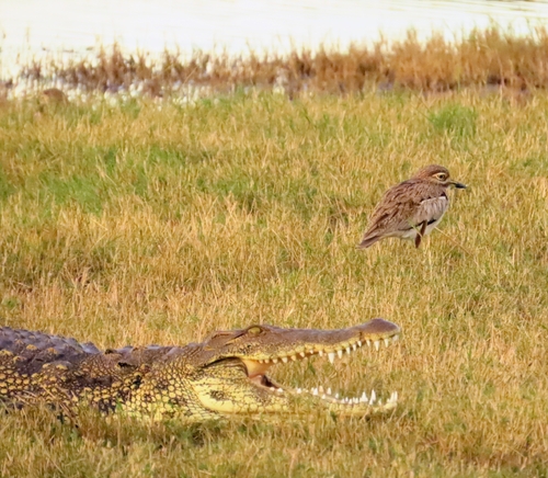 Nile Crocodile