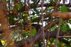 Ortalis poliocephala