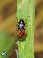 Microsyagrus marshalli