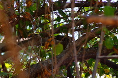 Ortalis poliocephala