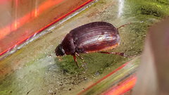 Serica fimbriata