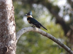 Chloroceryle americana