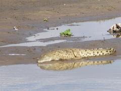 Crocodylus niloticus africanus