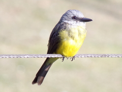 Tyrannus melancholicus