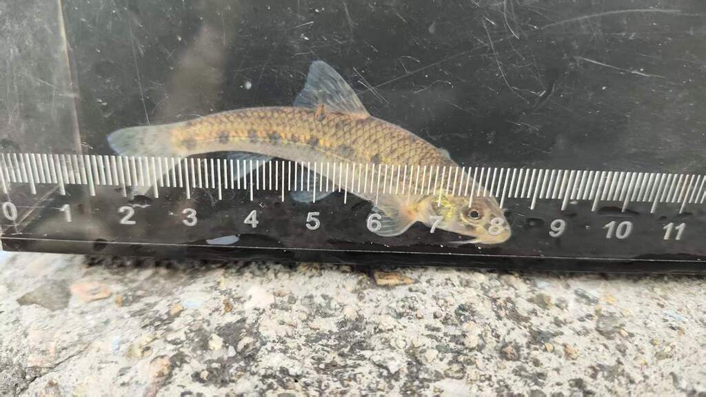 Gudgeon (Gobio rivuloides) — Cyprinidae