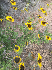 Encelia asperifolia