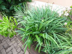 Agapanthus inapertus