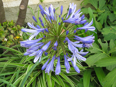Agapanthus inapertus