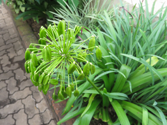 Agapanthus inapertus