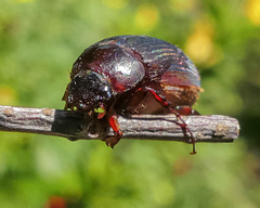 Serica fimbriata