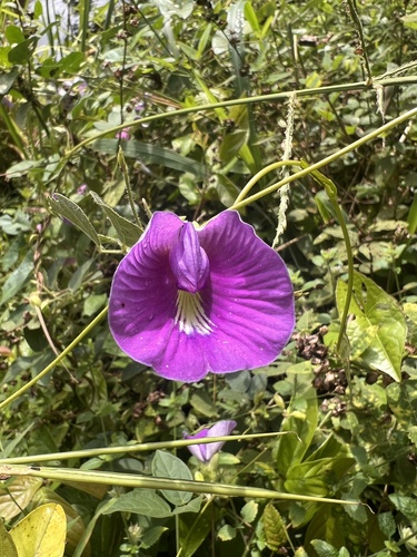 Centrosema brasilianum