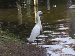 Egretta thula