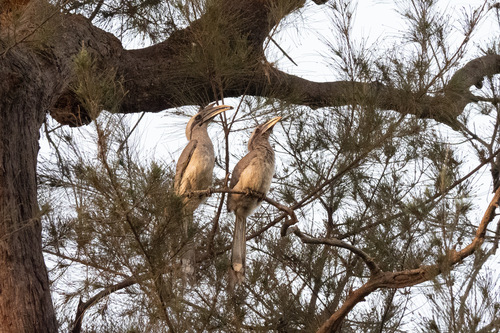 Indian Grey Hornbill