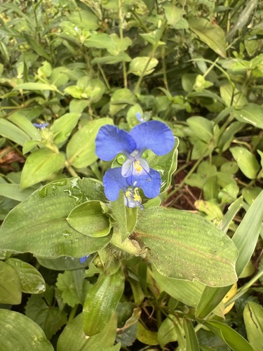 Benghal Dayflower