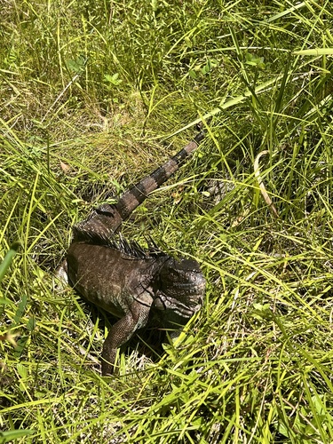 Green Iguana
