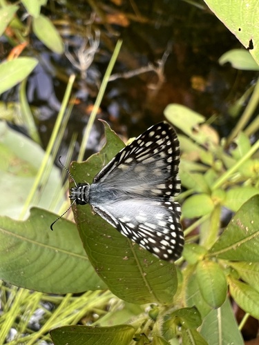 Orcus Checkered-Skipper