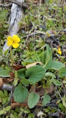 Viola purpurea quercetorum