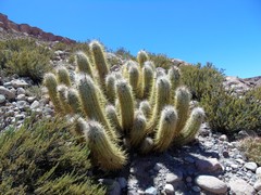 Oreocereus leucotrichus