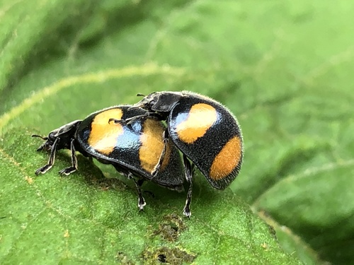 How to identify Toxotoma flavofasciata (LaPorte, 1840)
