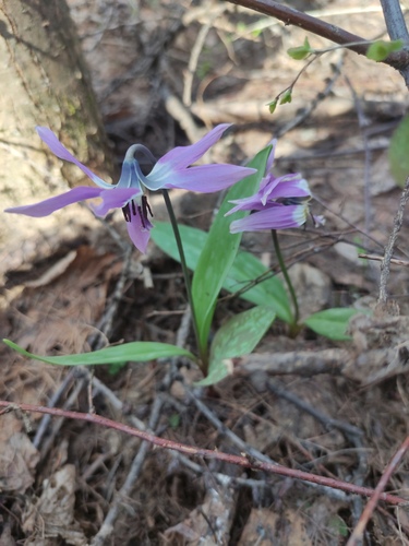 Erythronium sulevii, photograph 1