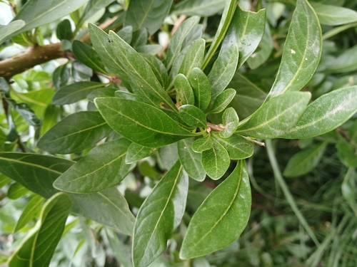 Dunalia brachyacantha, photograph 2