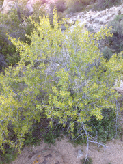 Pseudoziziphus parryi