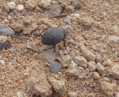 Pimelia cribra