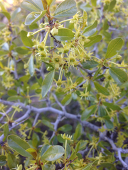 Pseudoziziphus parryi