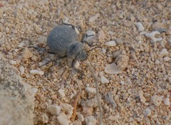 Pimelia cribra
