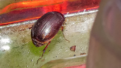 Serica fimbriata