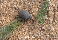 Pimelia cribra