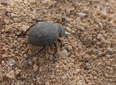 Pimelia cribra