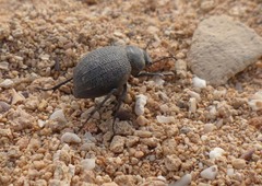 Pimelia cribra