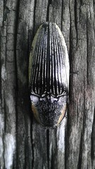 Chalcolepidius rugatus