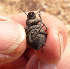 Pimelia cribra