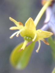 Pseudoziziphus parryi