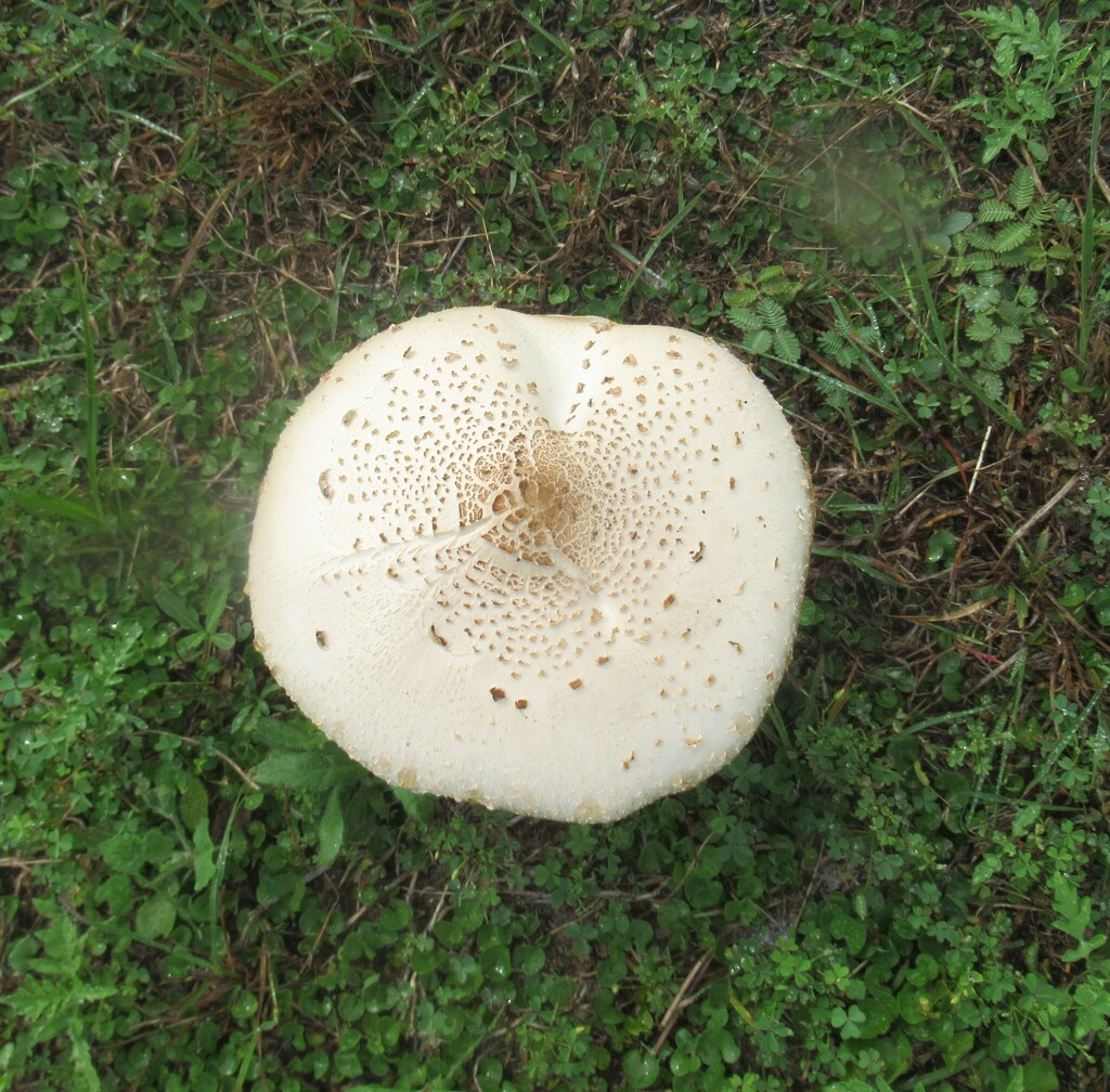 Chlorophyllum molybdites · April 2026 · photo: © connlindajo (iNaturalist, cc-by)