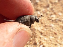 Pimelia cribra