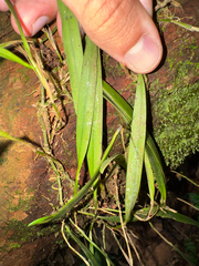 Octomeria graminifolia, photograph (c) Matteo Bellucci, some rights reserved (CC BY)