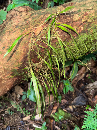 Octomeria graminifolia