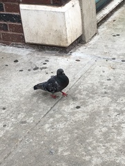 Columba livia domestica