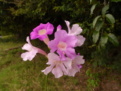 Bignonia aequinoctialis