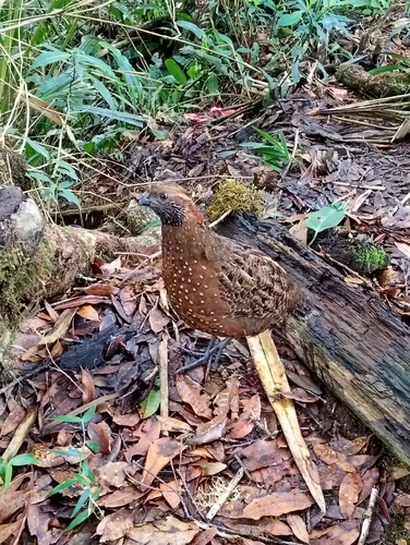 Spotted Wood Quail (Odontophorus guttatus), photo 2