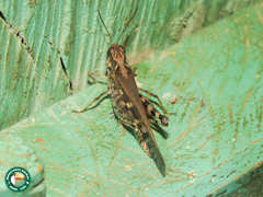 Aiolopus longicornis