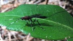 Xoridinae