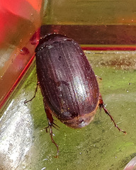 Serica fimbriata
